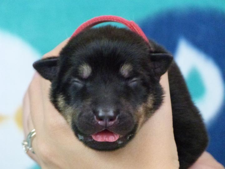 chinook puppy